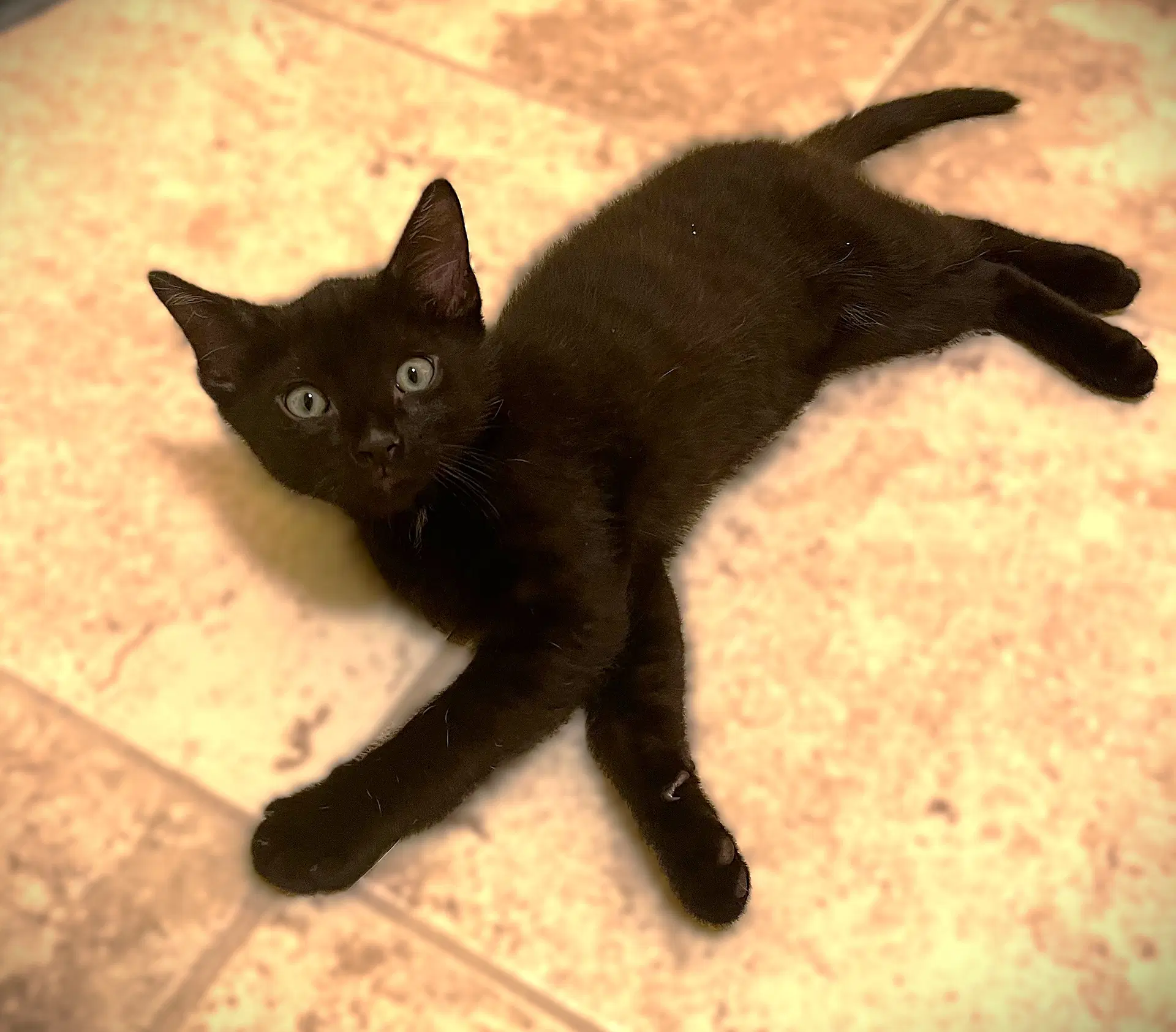 Frankie - Domestic Short Hair
