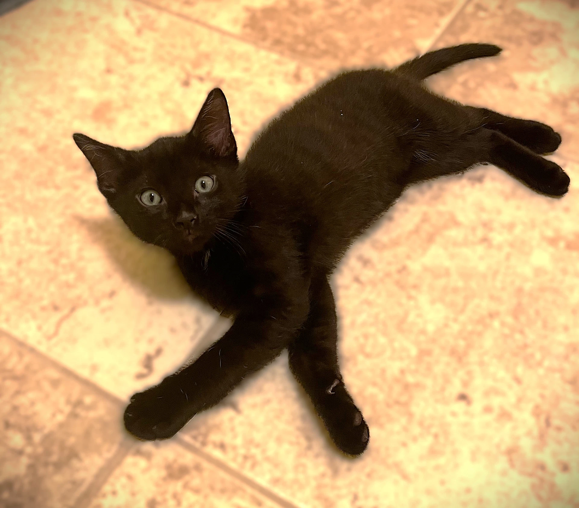 Frankie