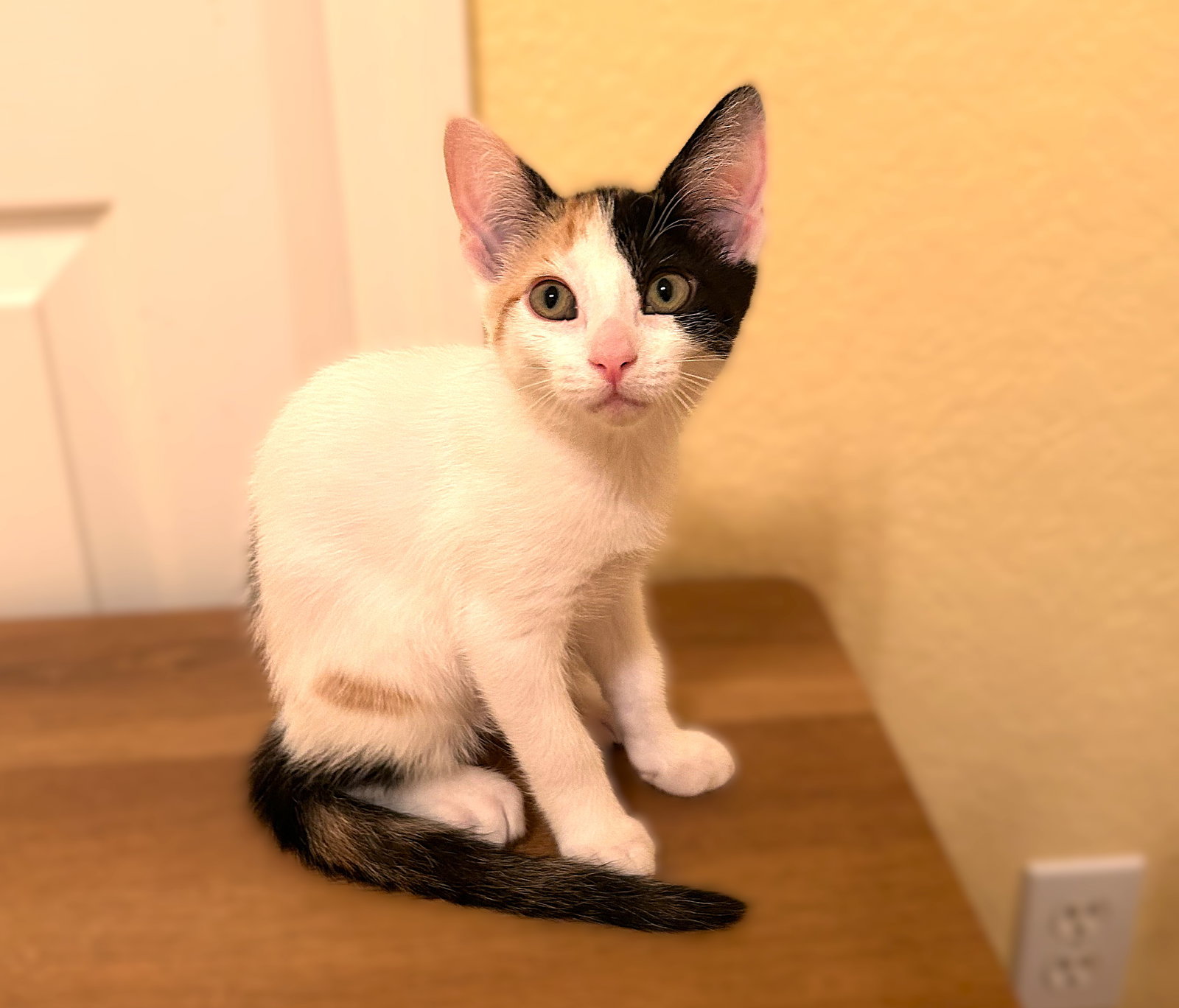 Liberty, Calico