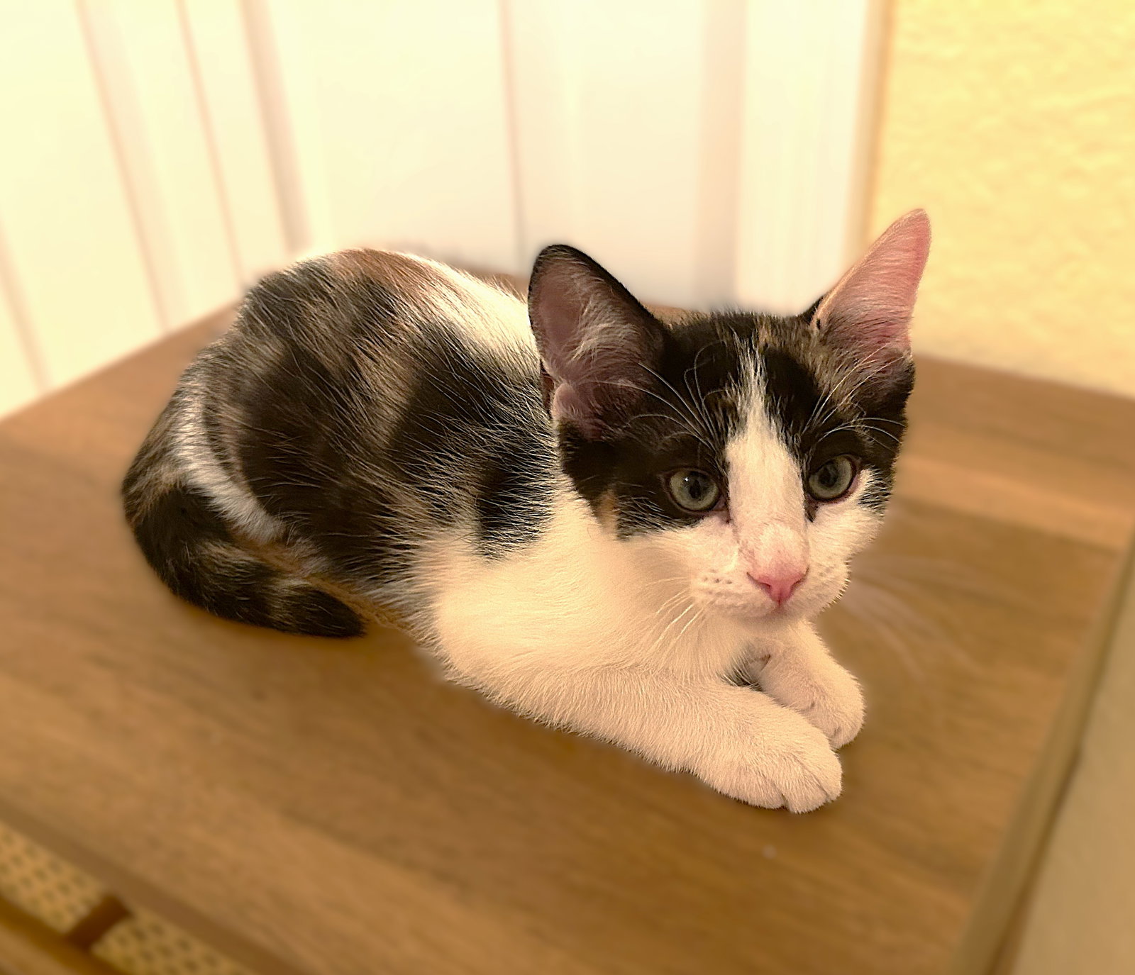 Indiana, Calico