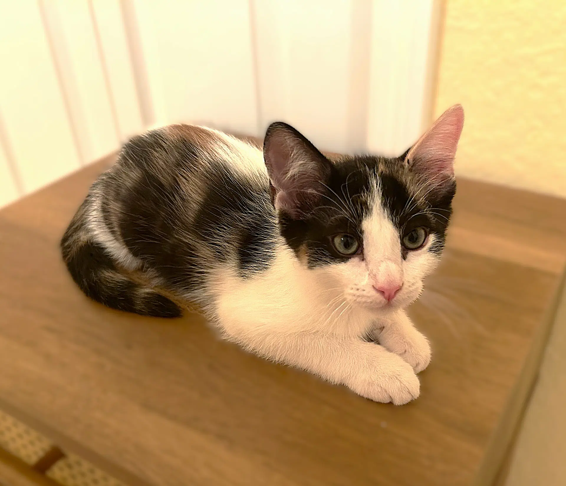 Indiana - Calico