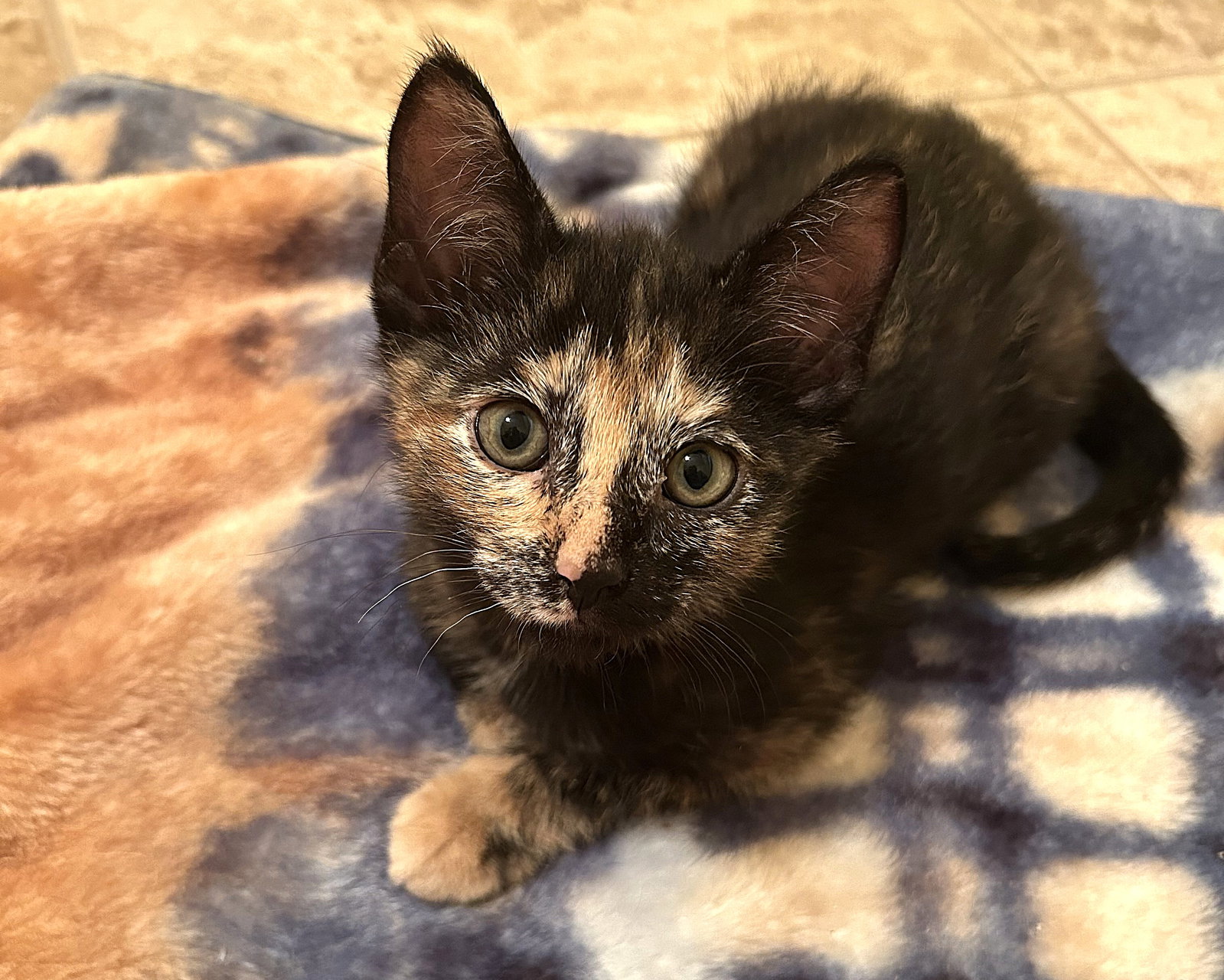 Navy, Tortoiseshell
