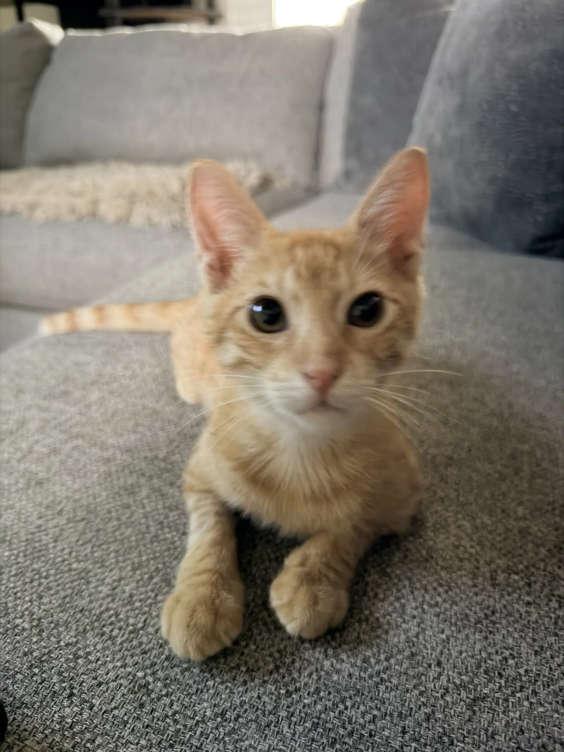 Chito image 2