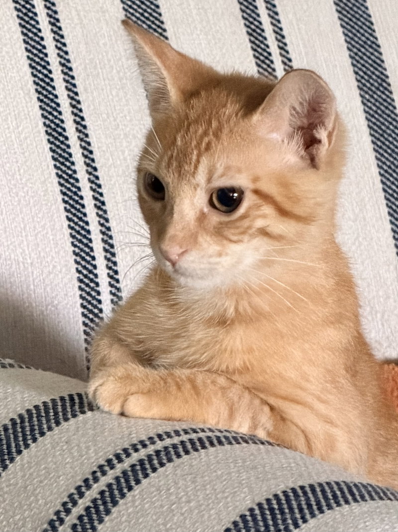 Chito, a male kitten up for adoption