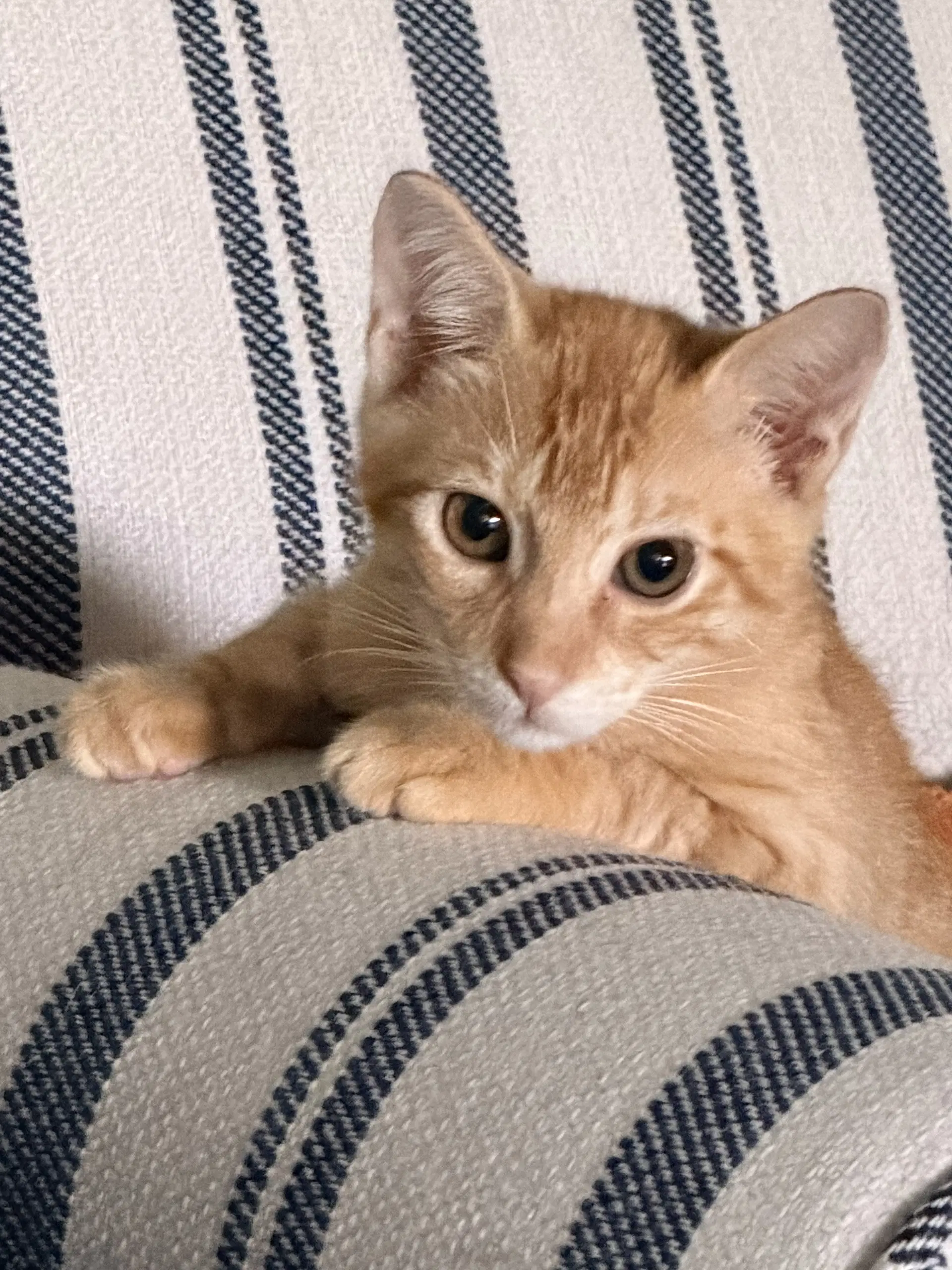 Chito image 3