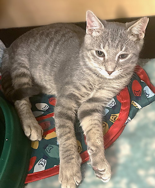 Fernando, a cat for adoption from Haven On Earth Animal League