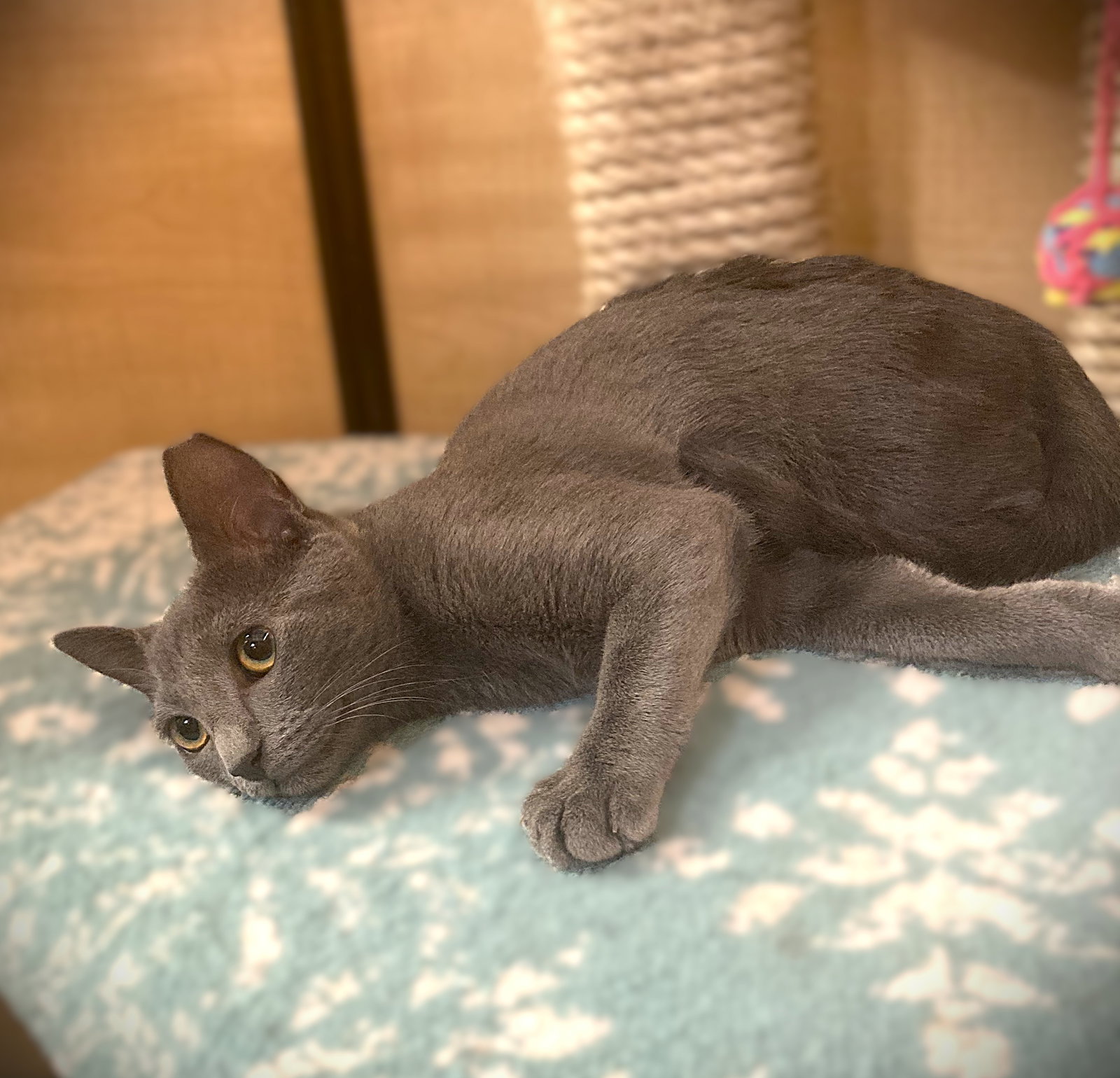 Star Light, Russian Blue
