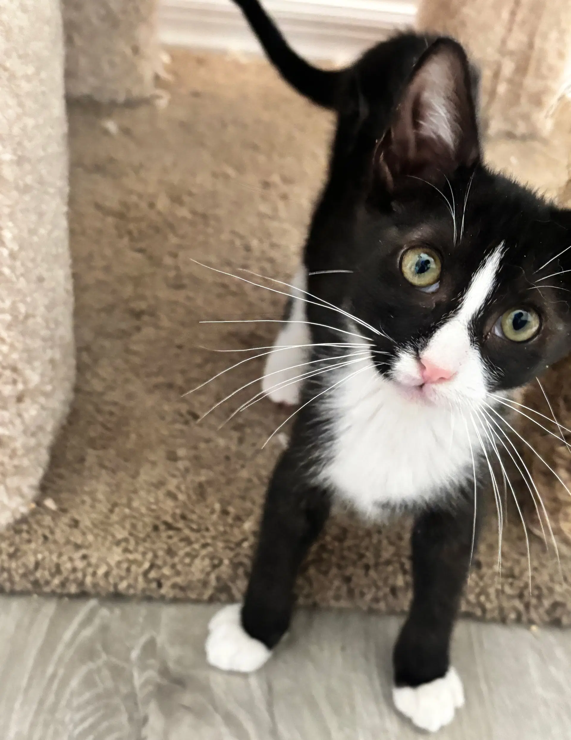 Bolt - Domestic Short Hair