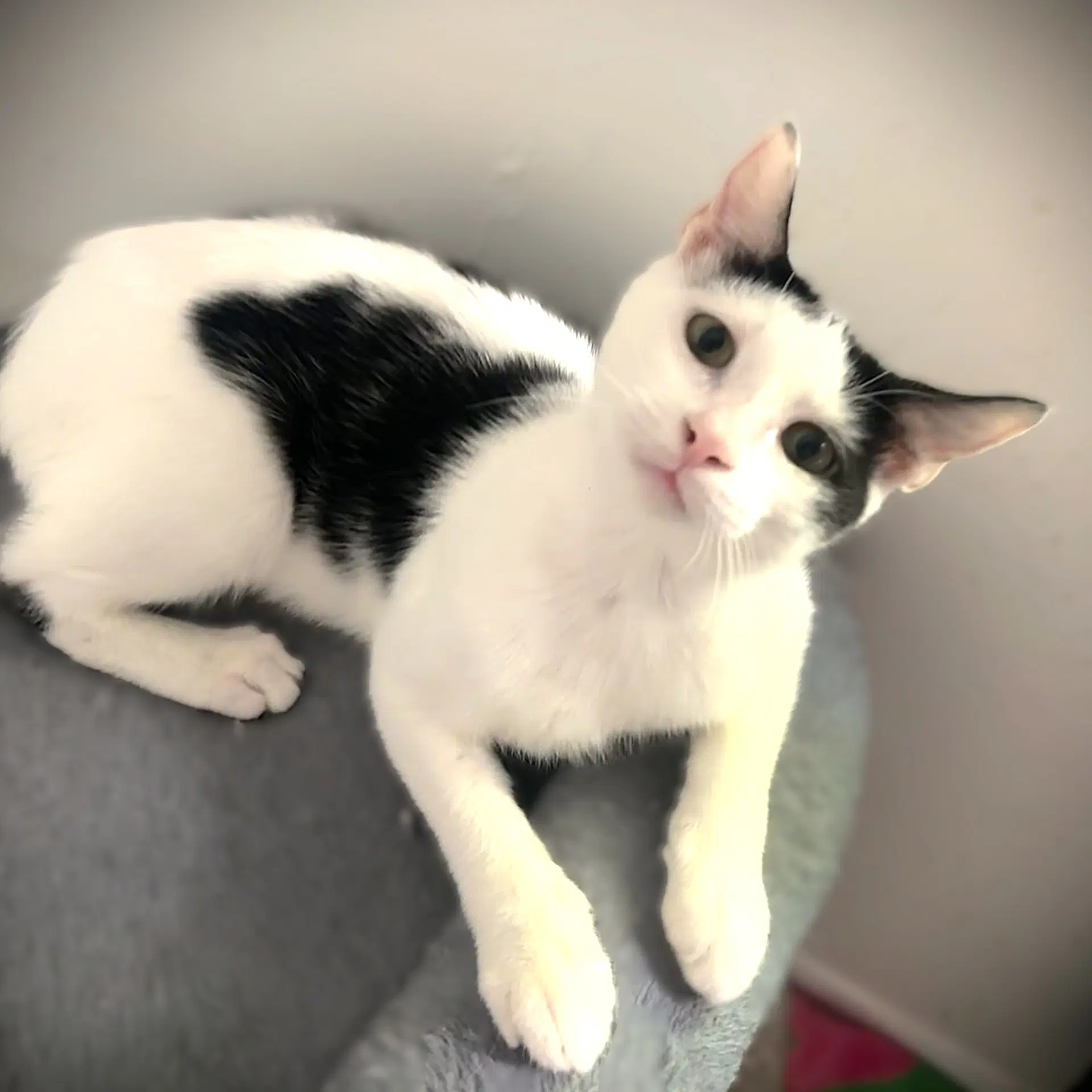 Finnegan - Domestic Short Hair