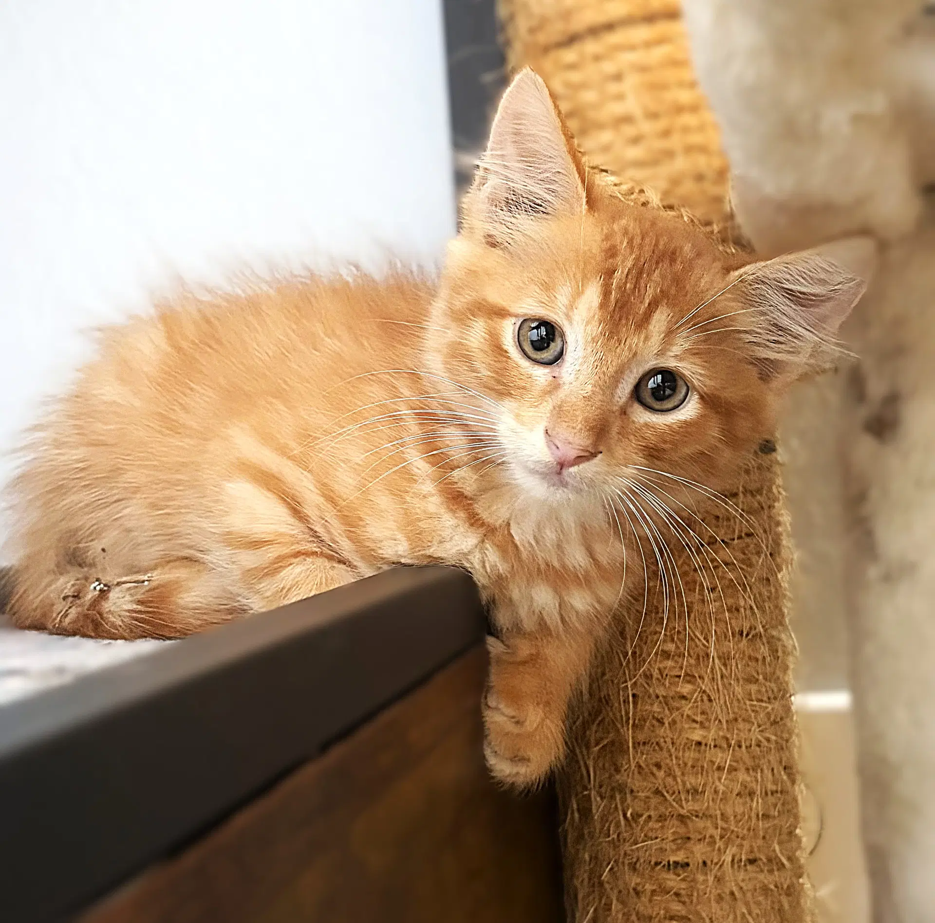 Brick - Domestic Long Hair