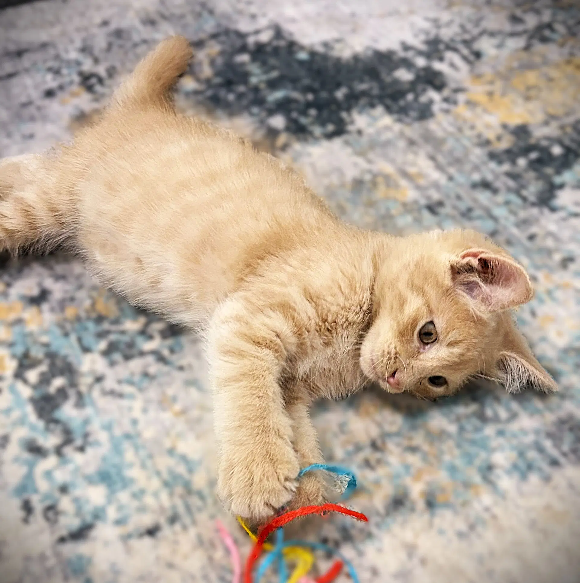 Clay - long-haired tabby