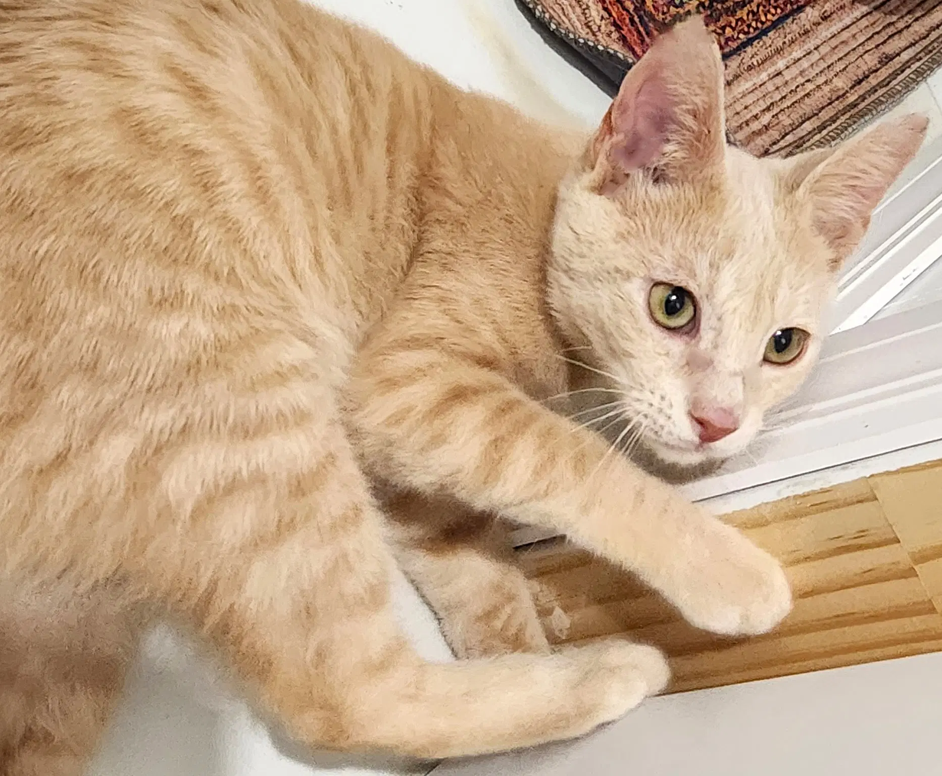 Dax - Tabby