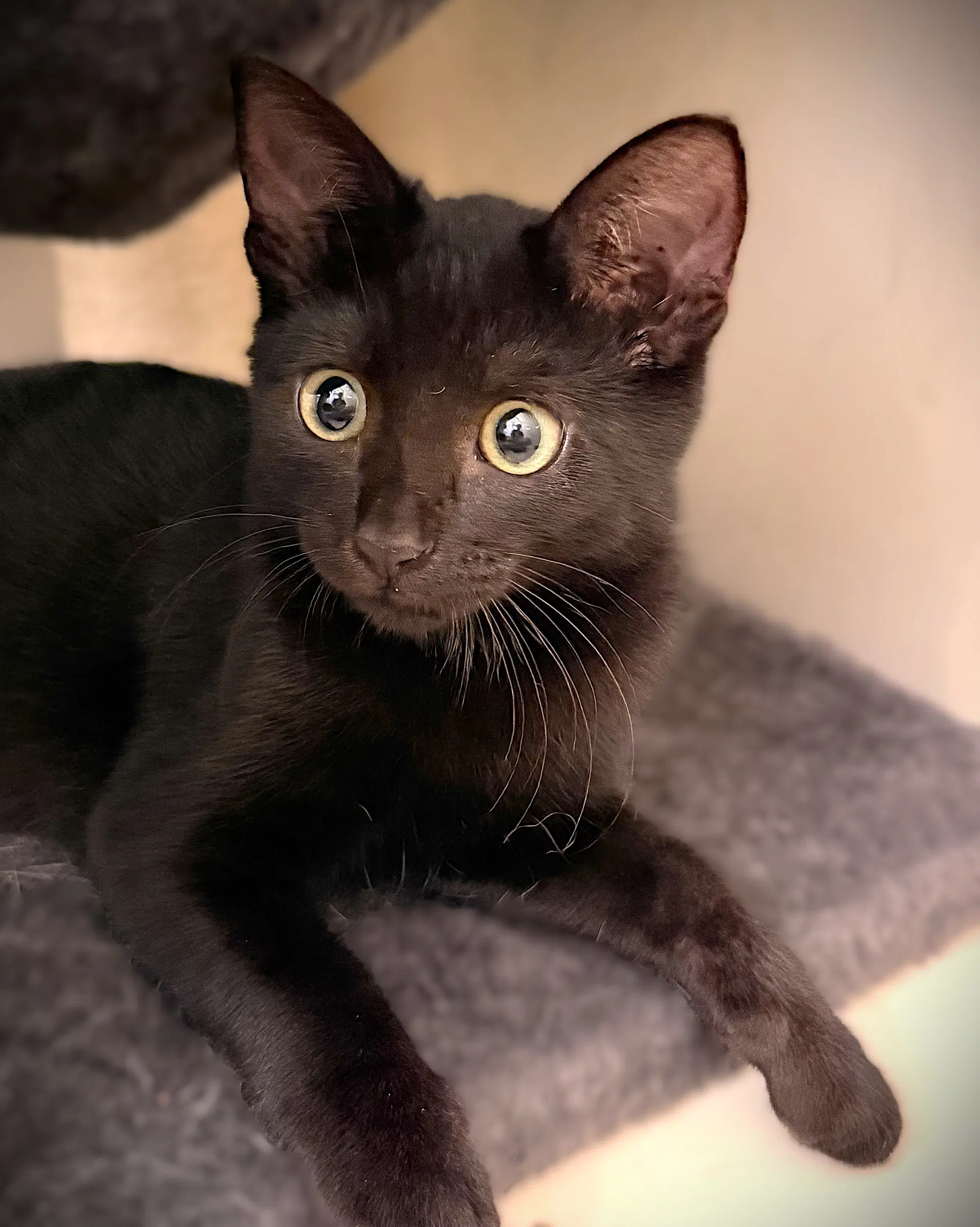Nox - Domestic Short Hair