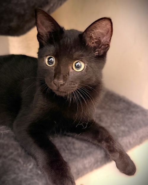 Nox, a cat for adoption from Haven On Earth Animal League