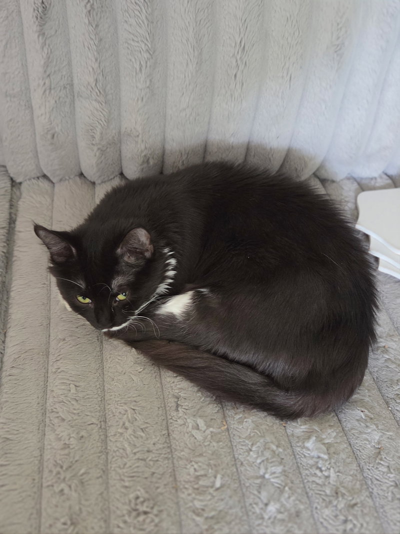 Olive, an adult female Tuxedo cat up for adoption