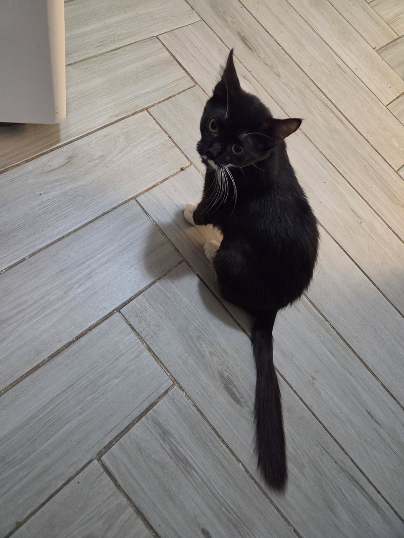 Olive, photo 2