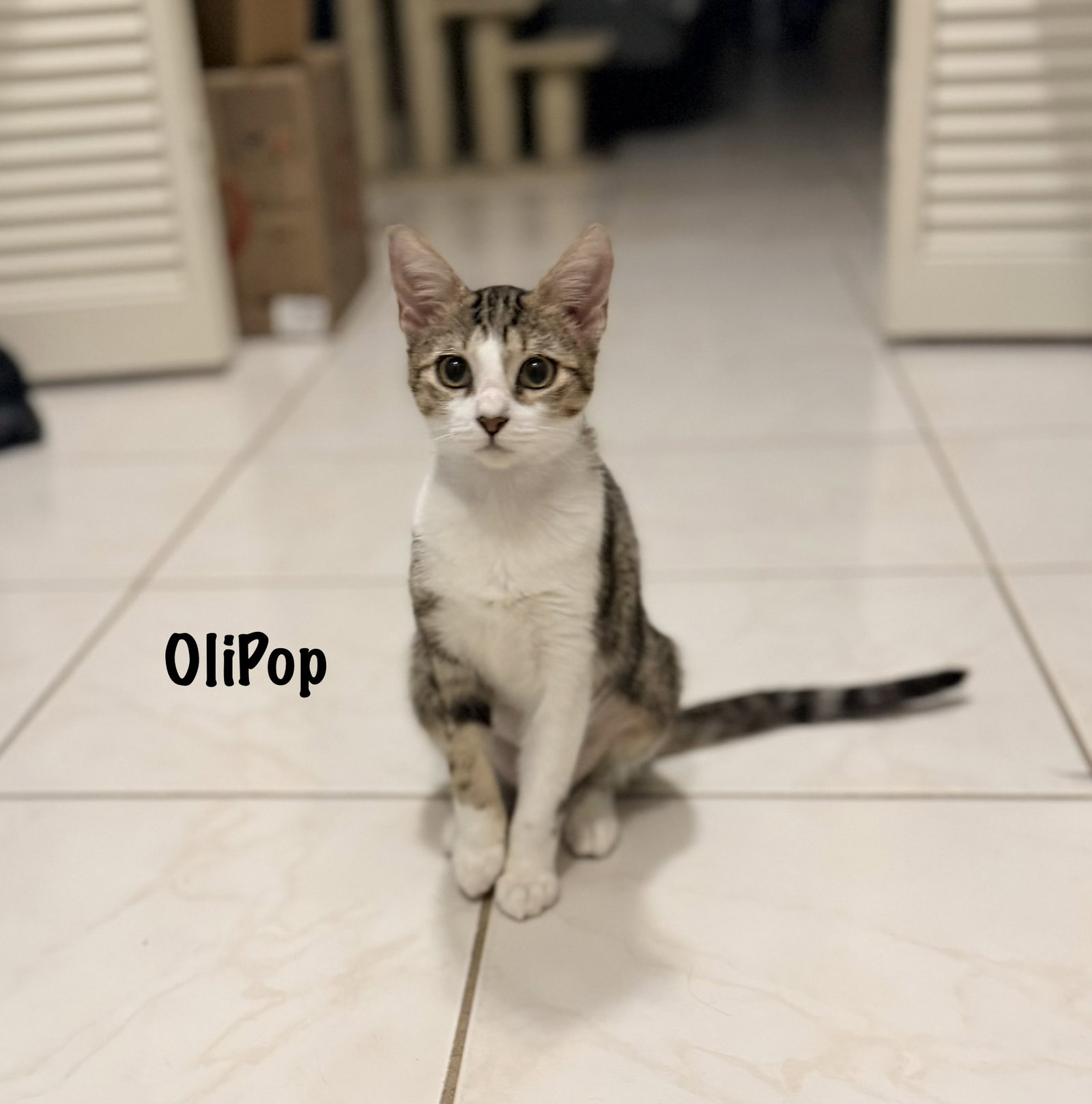OliPop