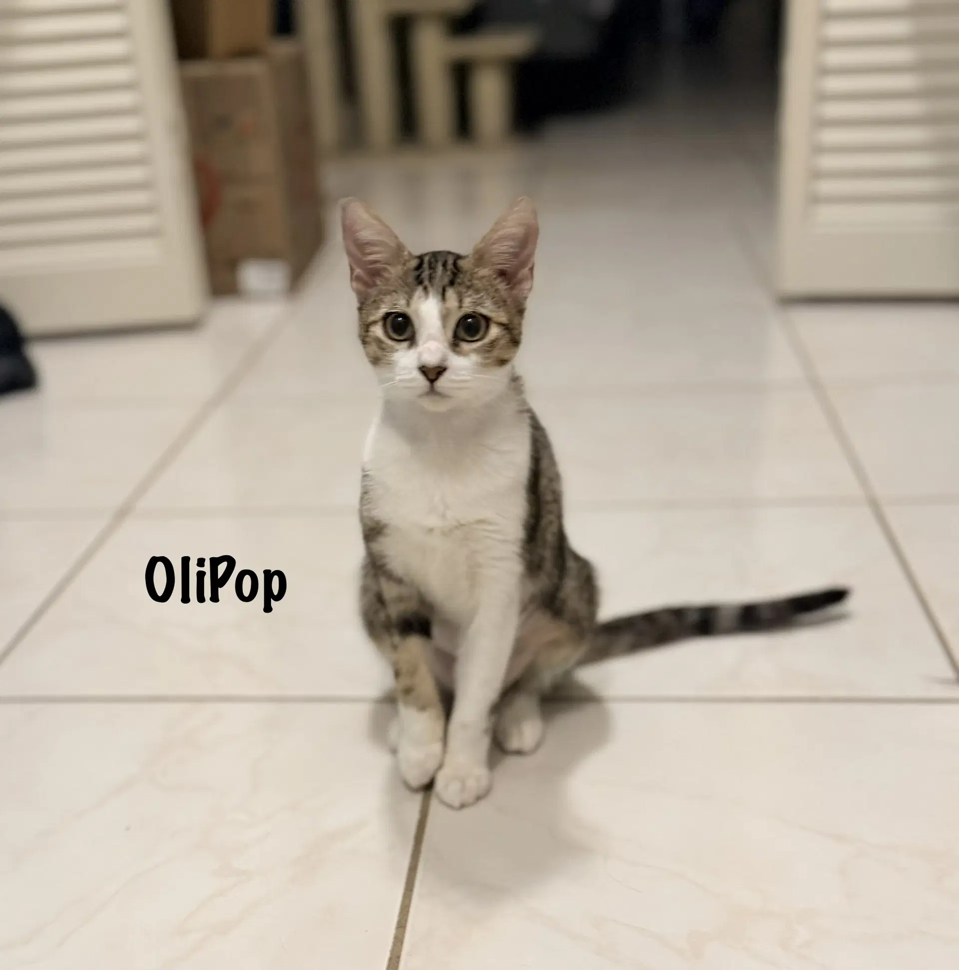 Olipop - White