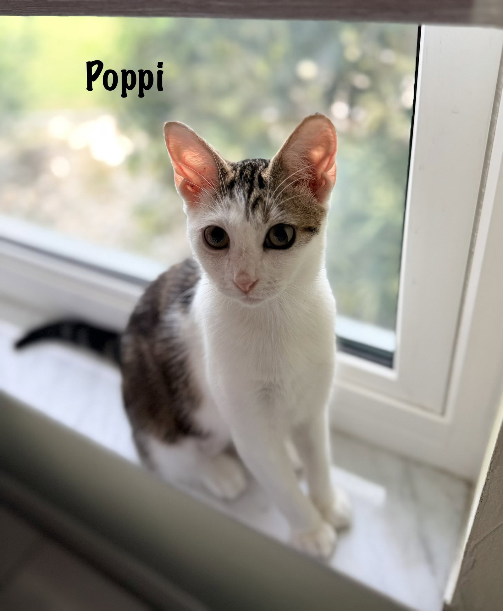 Poppi