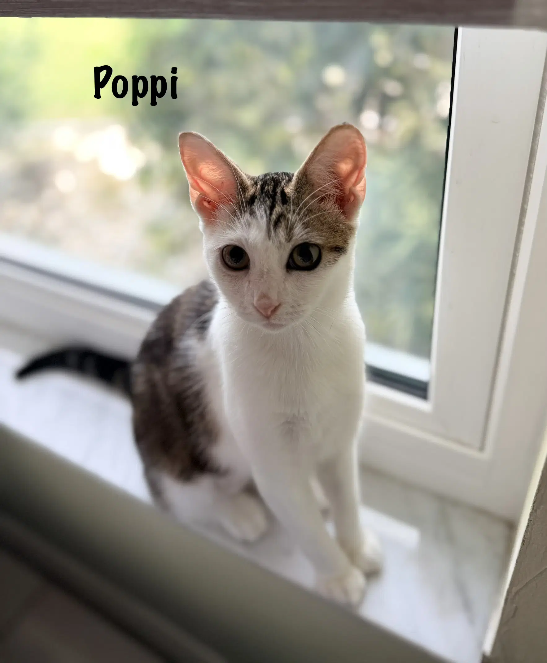 Poppi - Tabby
