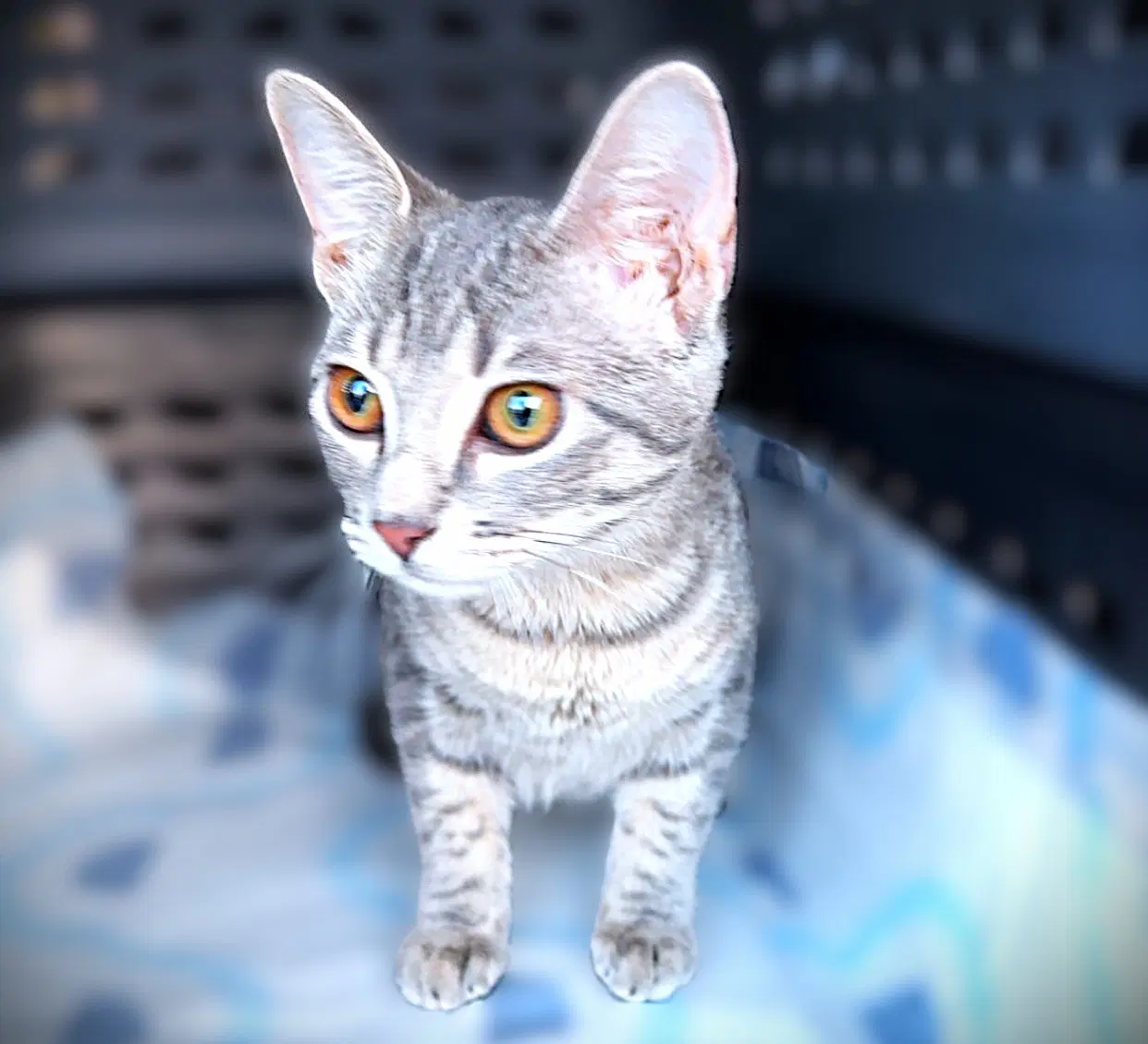 Patricia - Domestic Short Hair