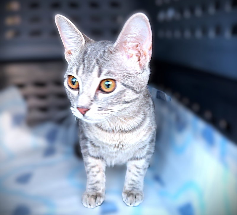 Patricia, a female kitten up for adoption