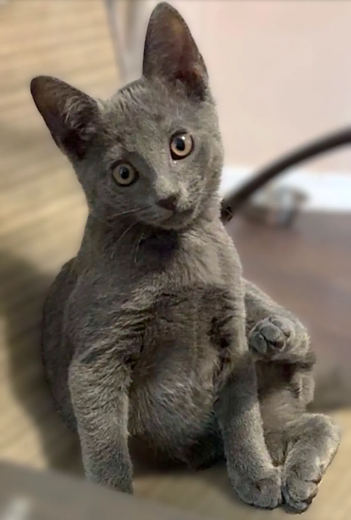 Mr Smokee - Russian Blue