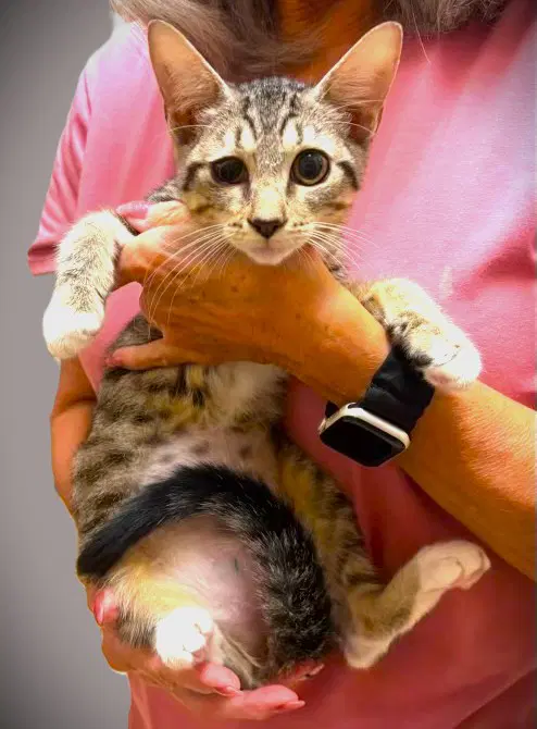 Trinket - Tabby
