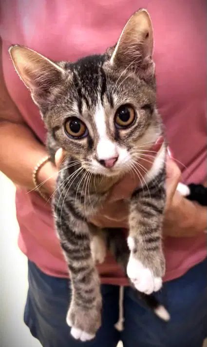 Pixel - Tabby
