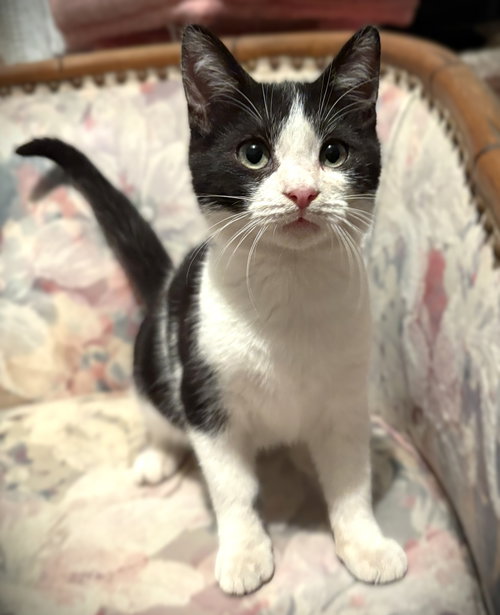 Tobias