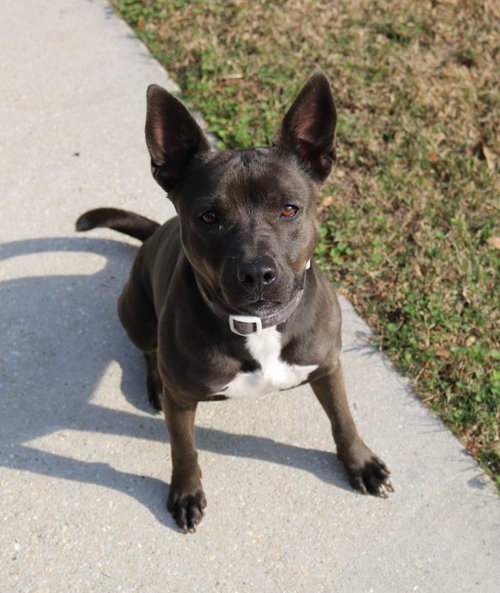MIRIAM (REDUCED ROVER) - Terrier / Corgi available for adoption