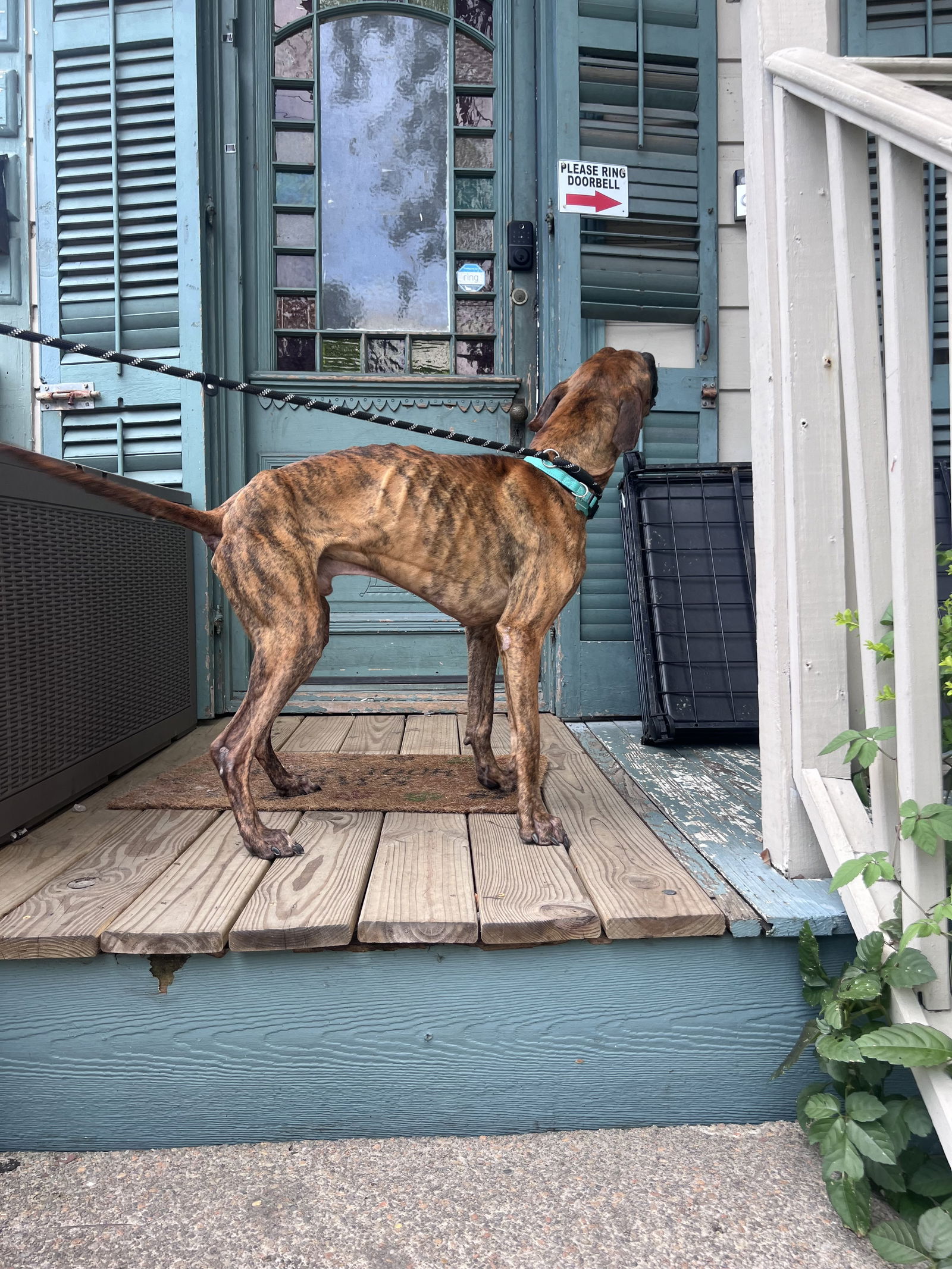 adoptable Dog in New Orleans, LA named Mikey