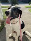 adoptable Dog in New Orleans, LA named Cannoli (Reduced Rover)