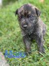 adoptable Dog in , LA named Boudreaux (nka Reese)