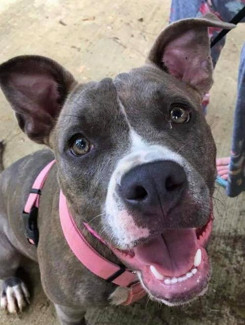 ZIGGY (REDUCED ROVER) - Staffordshire Bull Terrier available for adoption