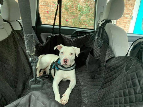 CONNIE (REDUCED ROVER) - Terrier available for adoption