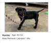 adoptable Dog in , LA named Hunter