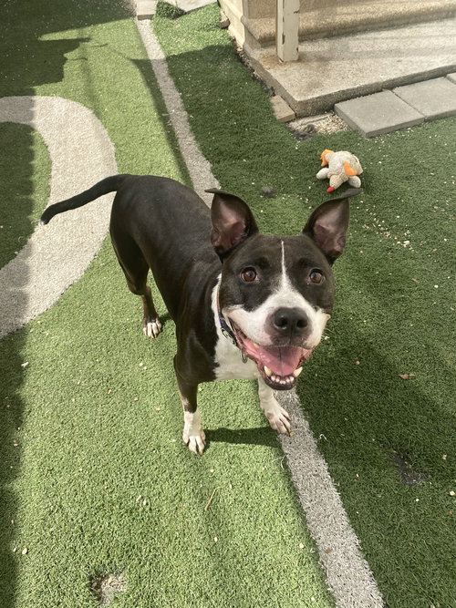 BABYGIRL - Pit Bull Terrier available for adoption