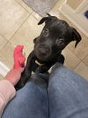 adoptable Dog in  named Stormy