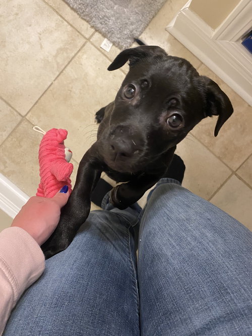 STORMY (REDUCED ROVER) - Labrador Retriever available for adoption