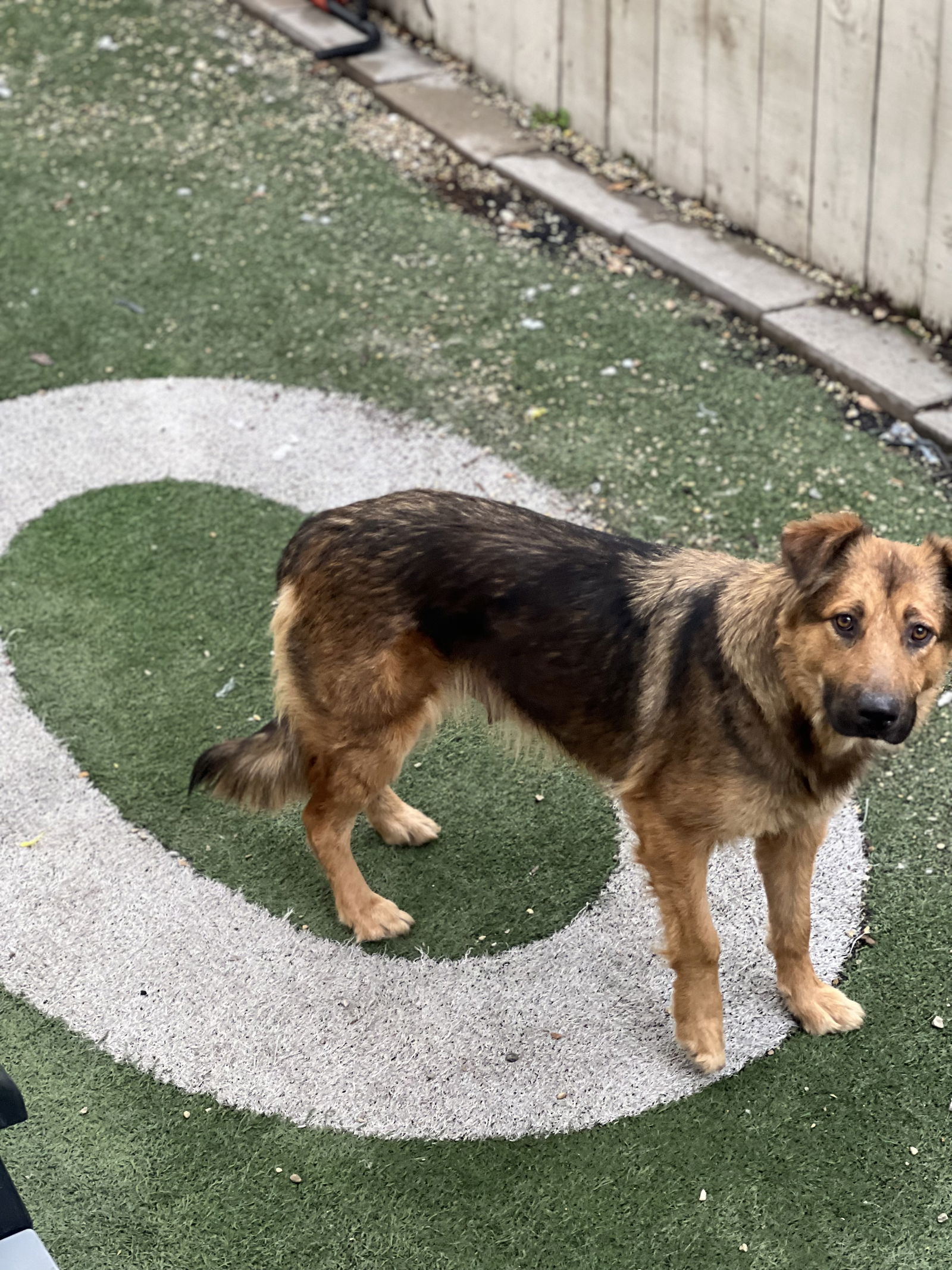 adoptable Dog in New Orleans, LA named Hemi