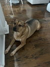 adoptable Dog in , LA named Olive