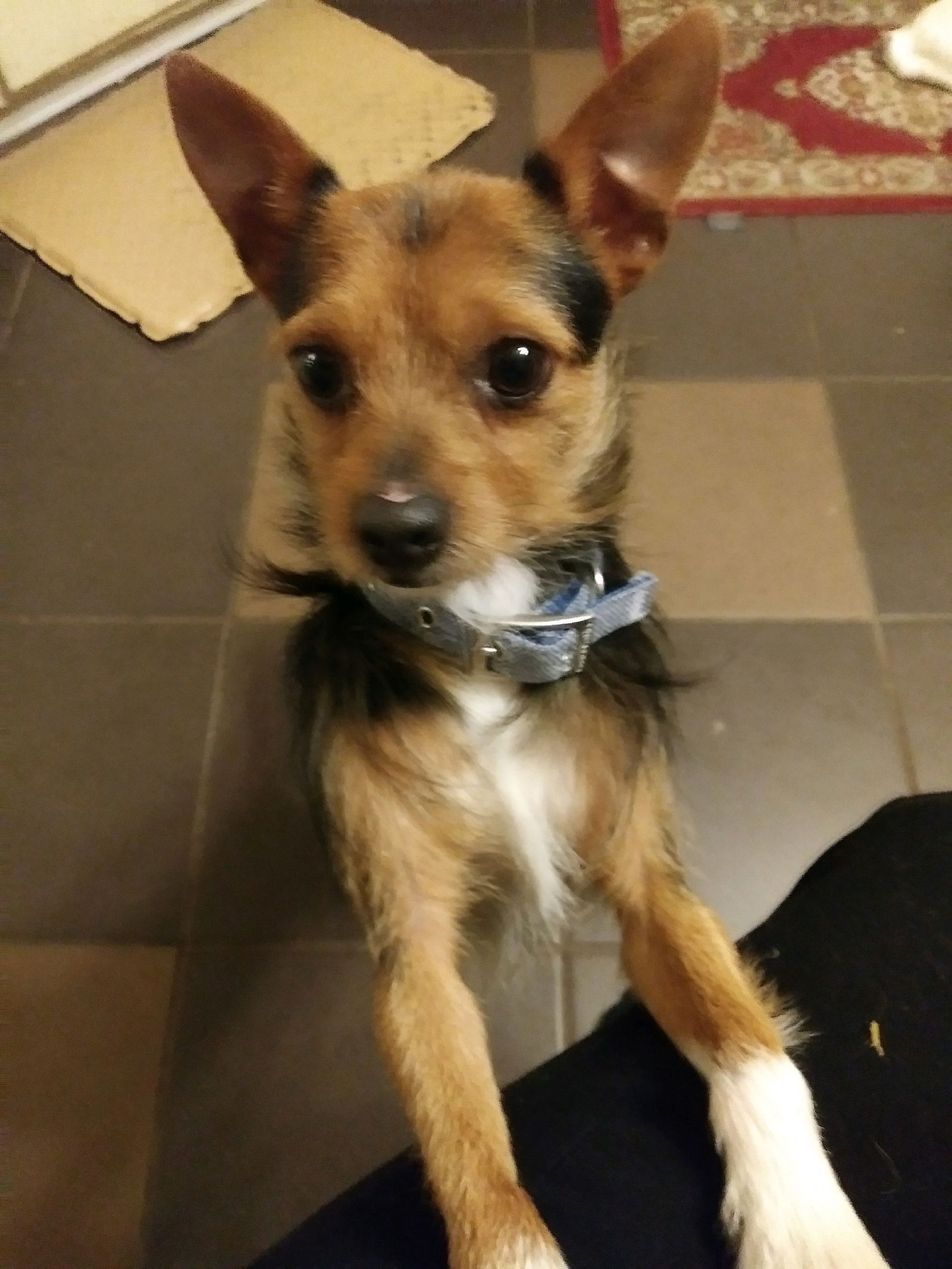 adoptable Dog in New Orleans, LA named Lewis