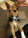 adoptable Dog in , LA named Lewis
