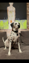 adoptable Dog in  named Lucas