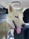 adoptable Dog in  named Prince