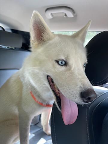 PRINCE (REDUCED ROVER) - Husky available for adoption