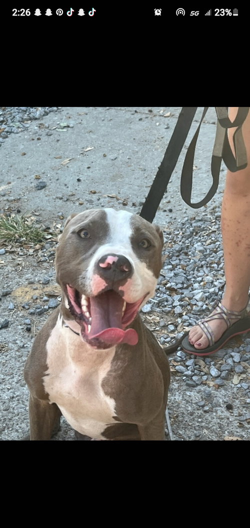 SMOKIE BEAR (REDUCED ROVER) - Pit Bull Terrier available for adoption