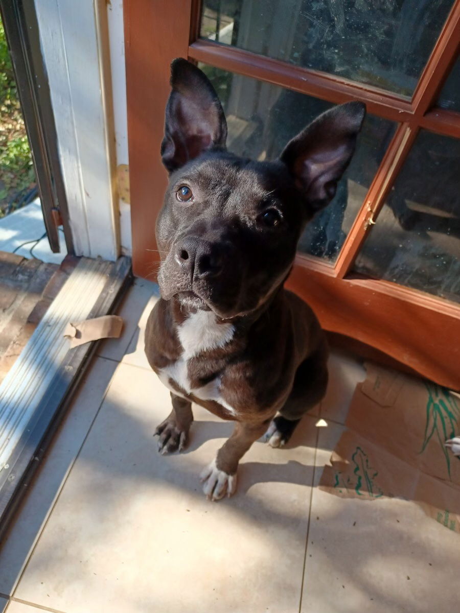 adoptable Dog in New Orleans, LA named Patches