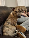 adoptable Dog in New Orleans, LA named Harper